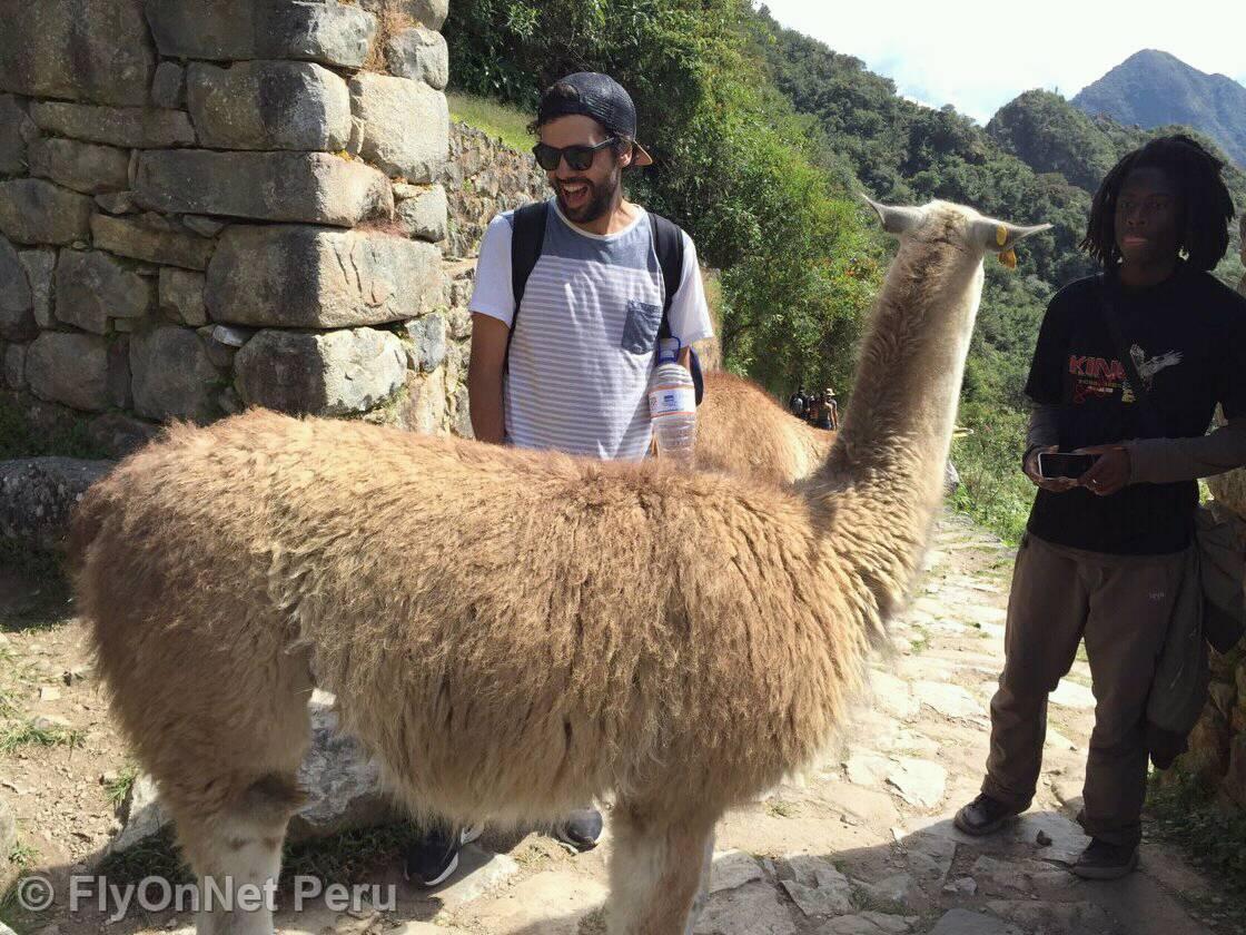 Album fotografico: Lama a Machu Picchu
